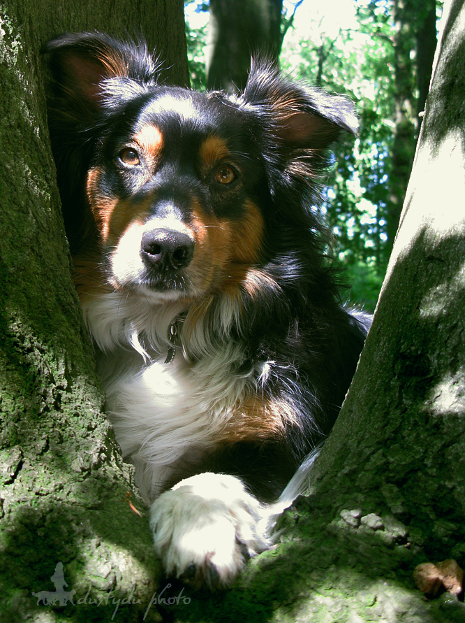 Waldgeist bei der Siesta