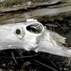 Wald_Geist-Deep Eye / Astloch Skulptur / Experiment