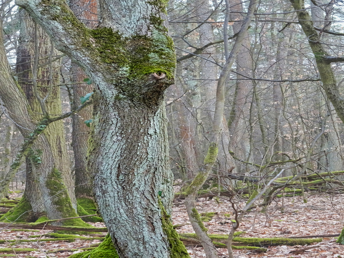 Waldgeist