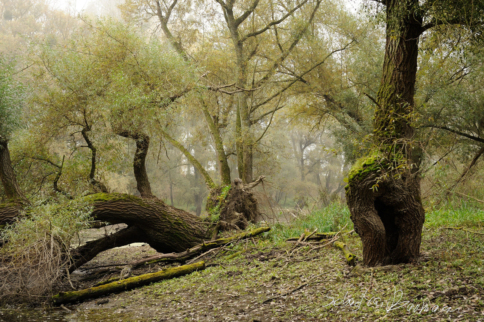 Waldgeist