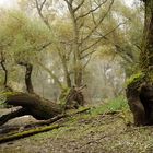 Waldgeist