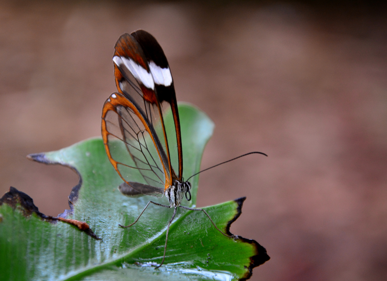 #...Waldgeist - Greta oto.......#