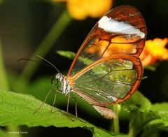 Waldgeist-Greta oto