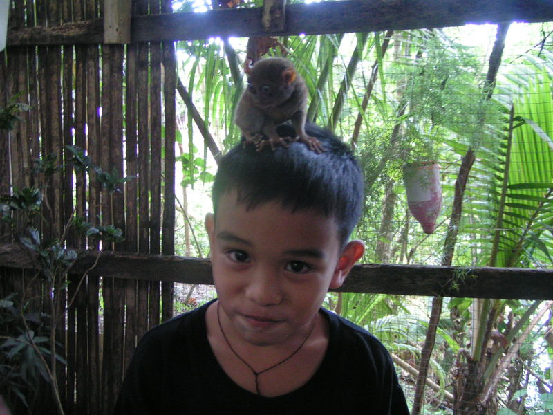 Waldgeist "Maomag", der Tarsier von Bohol/Philippinen