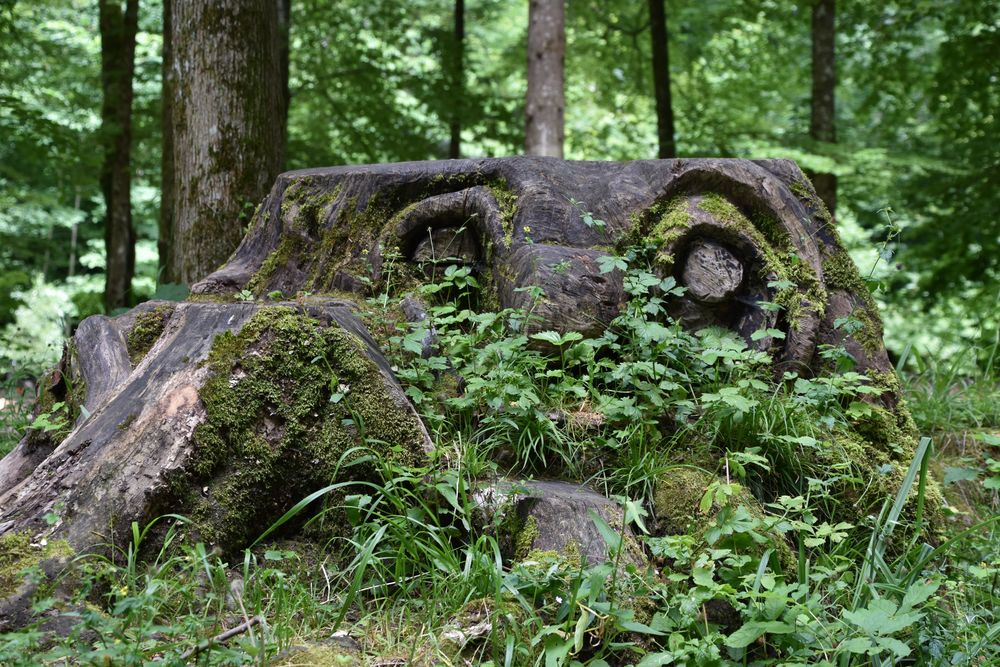 Waldgeist oder grosse Augen im Wald...