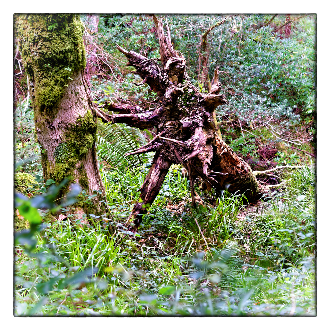 Waldgeist oder Wurzel