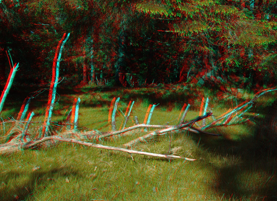 Waldgeister (3D Anaglyphe)