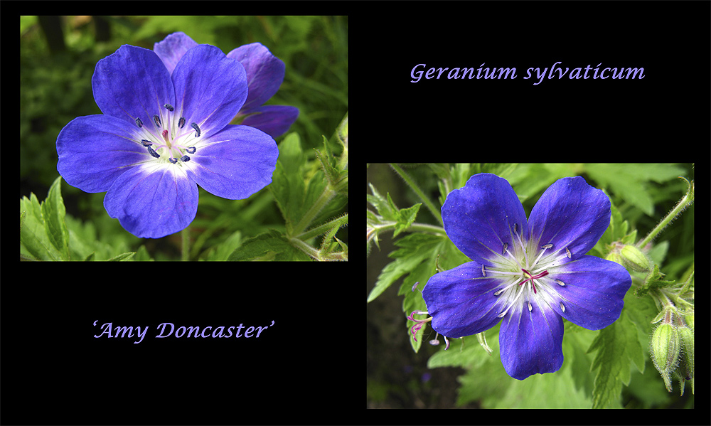 Waldgeranium