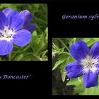 Waldgeranium