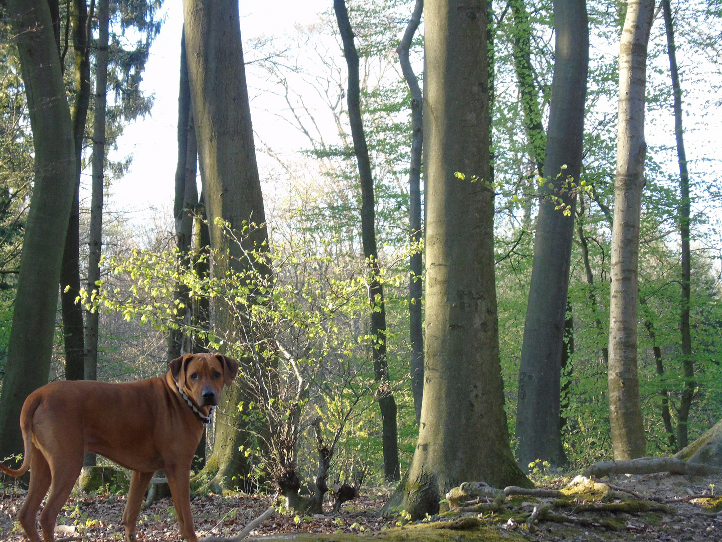 Waldgestöber mit Hund