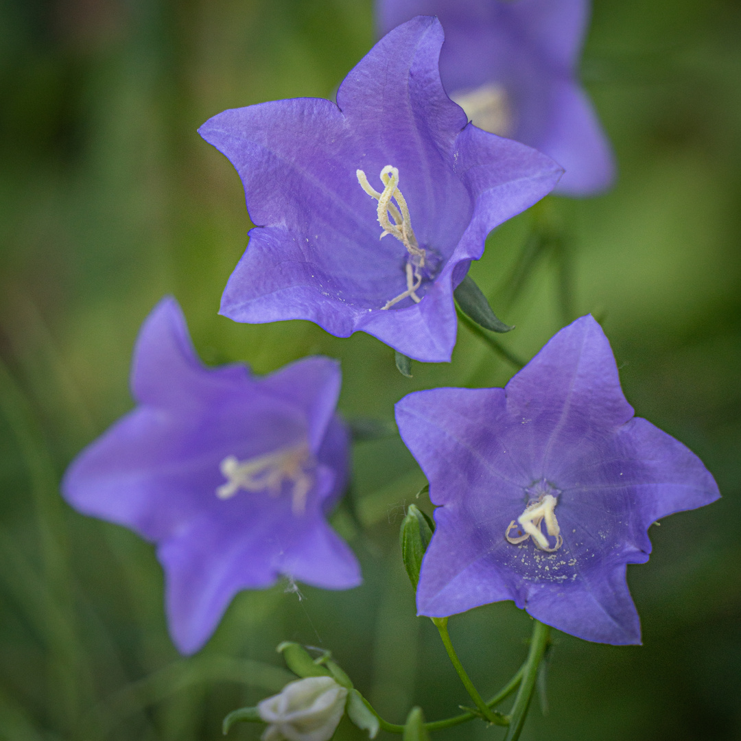 Waldglockenblume