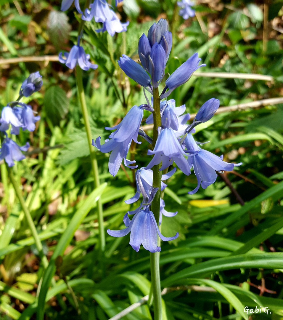 Waldglockenblume 