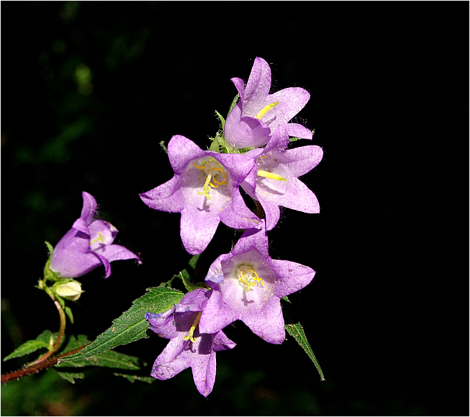 Waldglöckchen