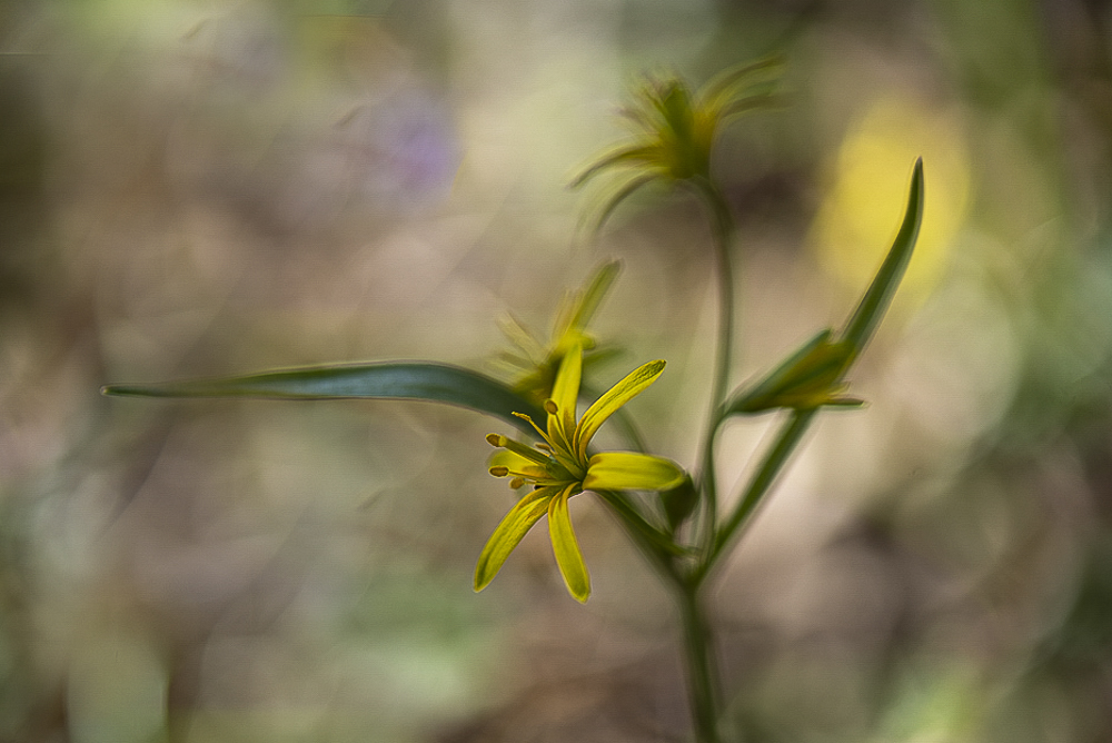 Waldgoldstern (Gagea lutea)