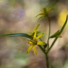 Waldgoldstern (Gagea lutea)