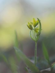 Waldgoldstern, Gagea lutea