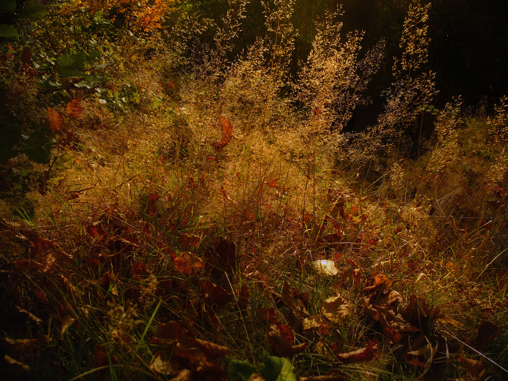 wald.gras.Farben