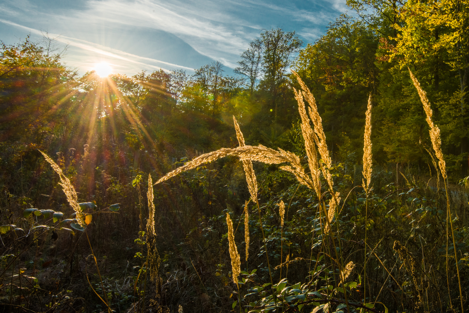 Waldgraß im Gegenlicht-