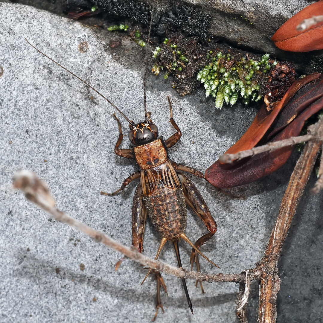 Waldgrille (Nemobius sylvestris) 