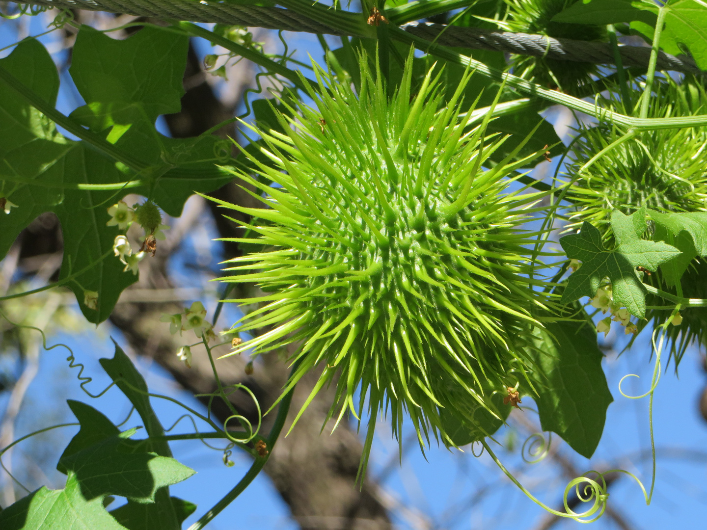 Waldgurke  -  Marah macrocarpa