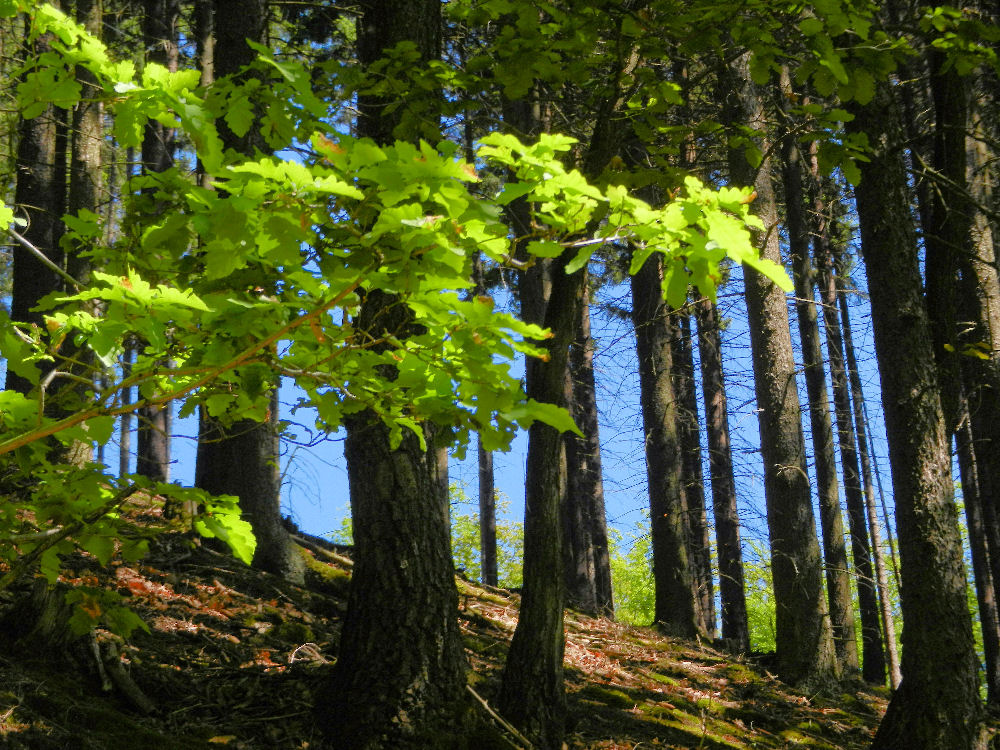 Waldhang im Hellertal