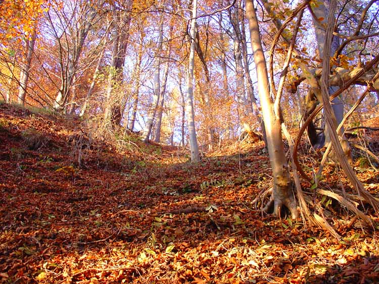 Waldhang im Herbst