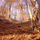 Waldhang im Herbst