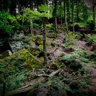 Waldhang Nähe Karlstalschlucht bei Trippstadt