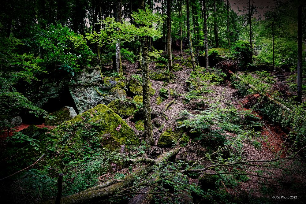 Waldhang Nähe Karlstalschlucht bei Trippstadt