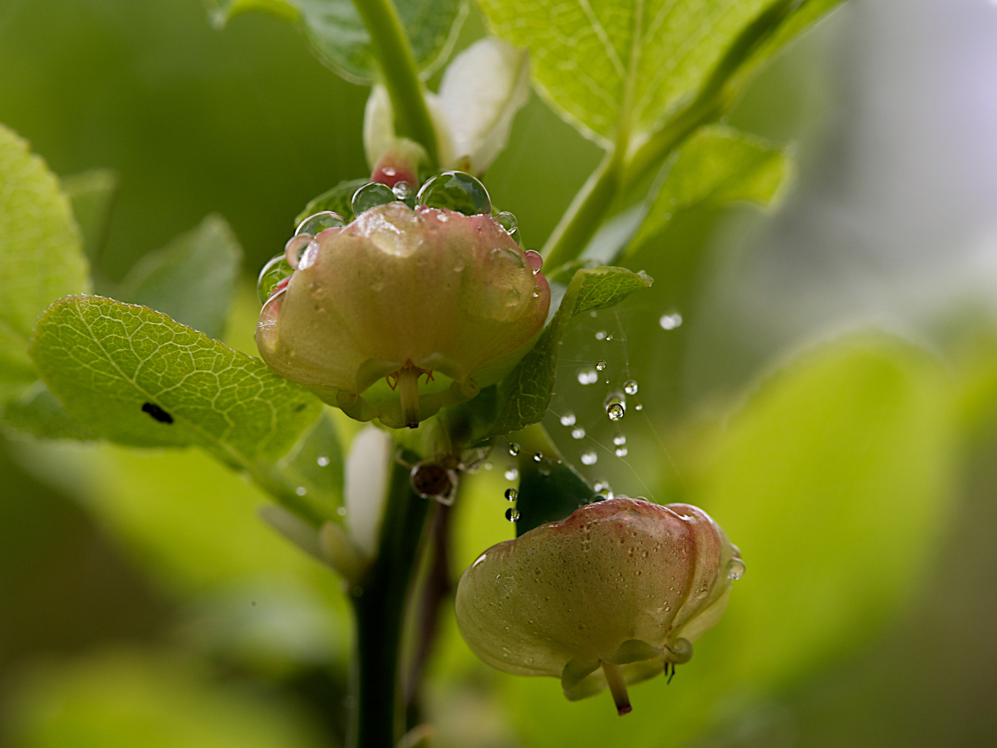 Waldheidelbeerblüte im Maienregen