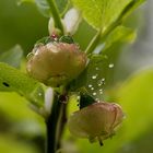 Waldheidelbeerblüte im Maienregen