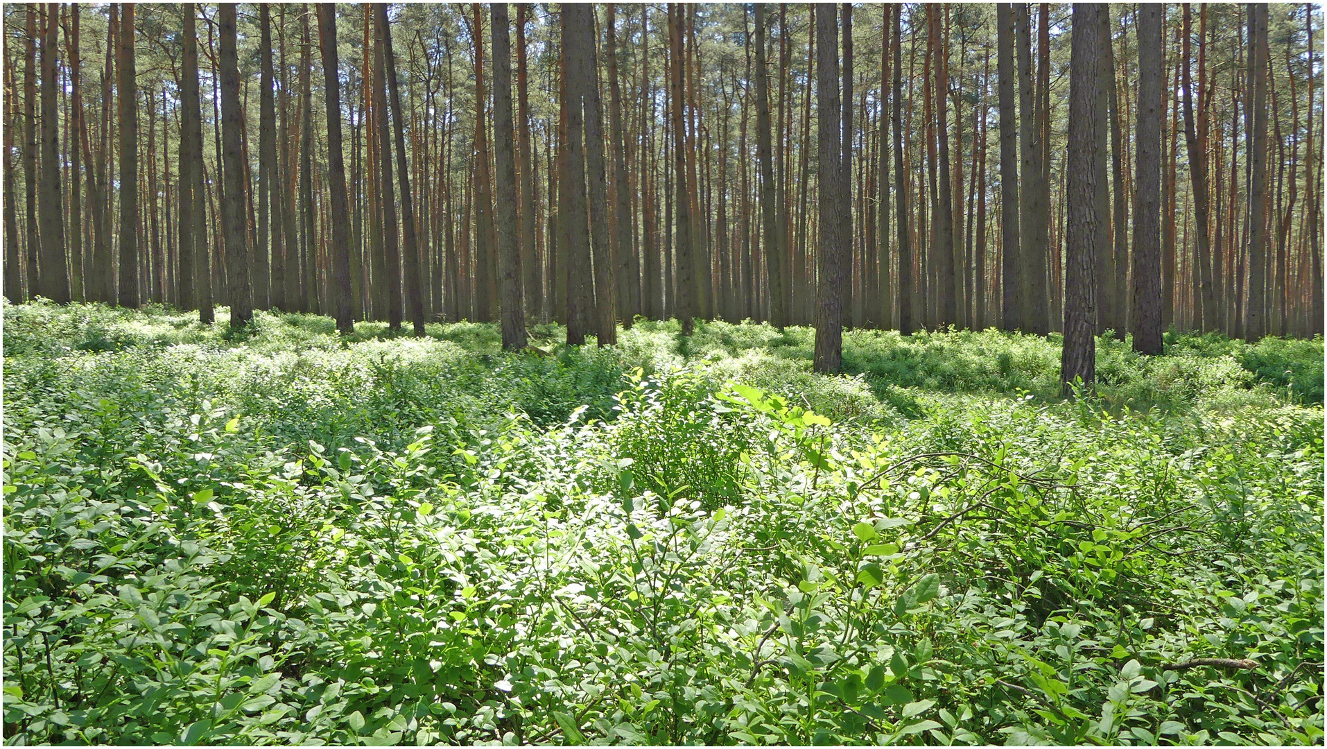 Waldheidelbeerblüten