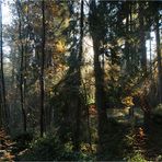 Waldherbst (4)