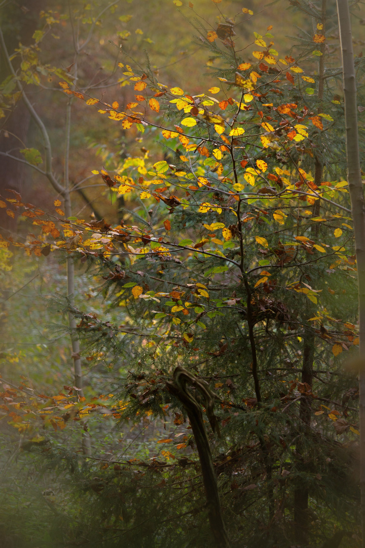 Waldherbst