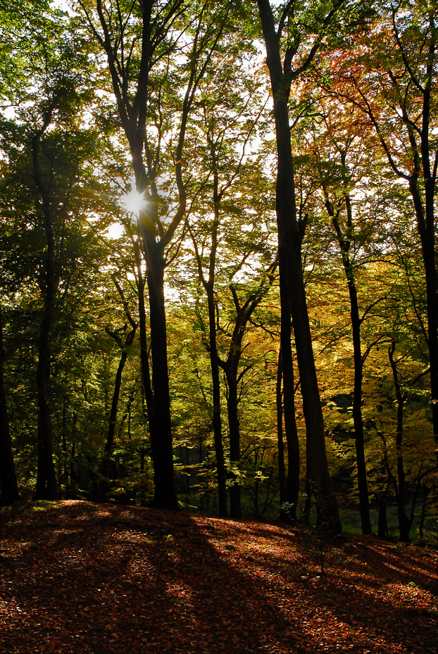 WaldHerbst