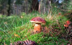 Waldherbstgeschenke 2