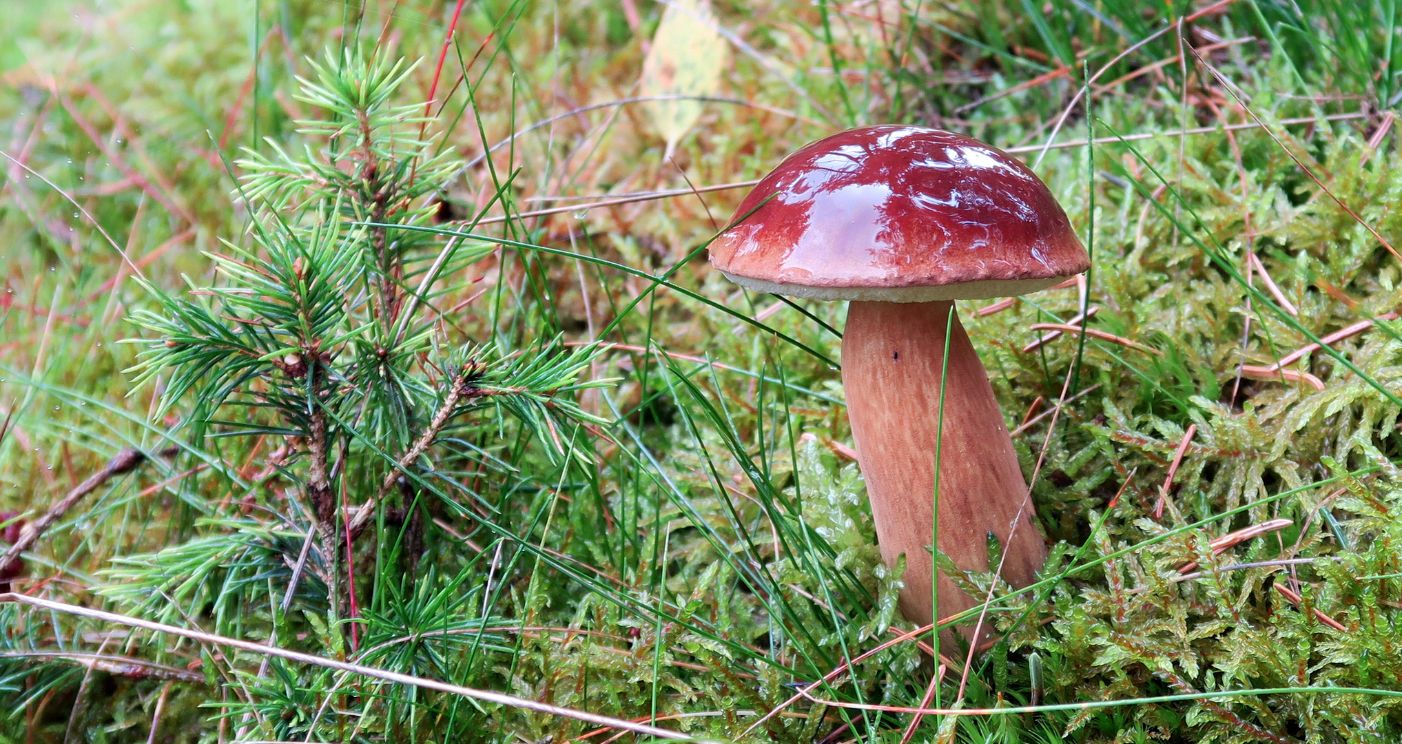 Waldherbstgeschenke