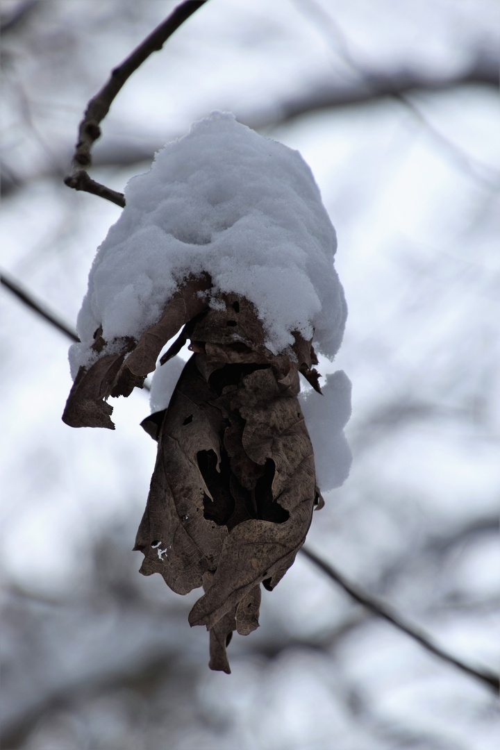 Waldhexen fliegen ......