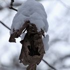 Waldhexen fliegen ......