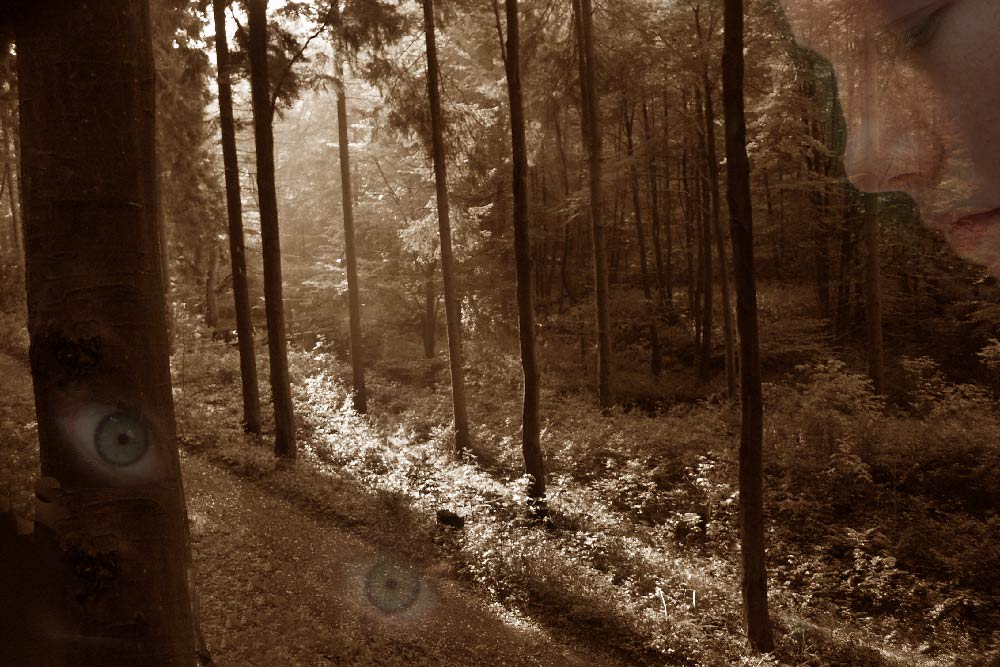 Waldhexen. Sie sind überall