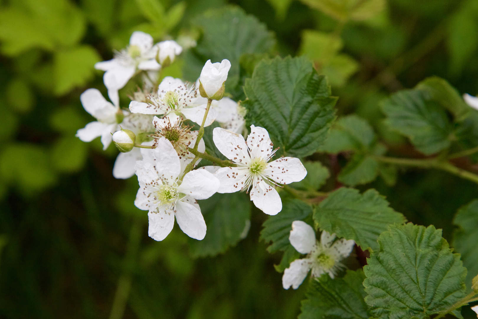 Waldhimbeere