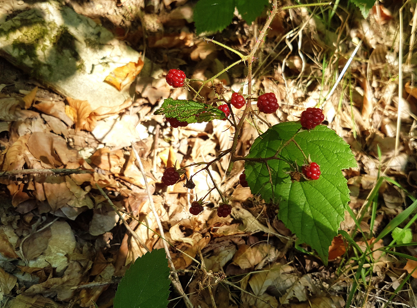 Waldhimbeeren