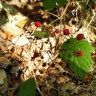 Waldhimbeeren