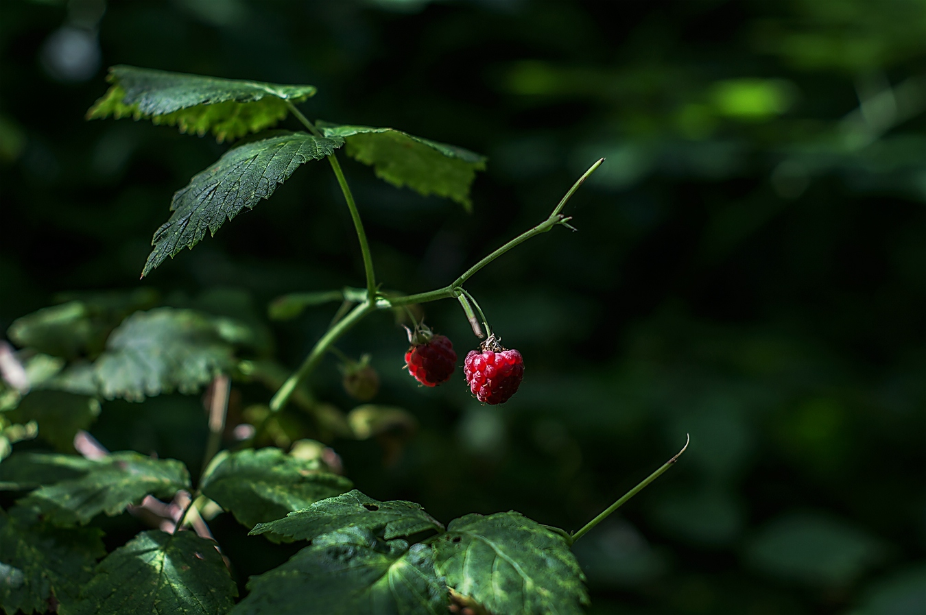 Waldhimbeeren..