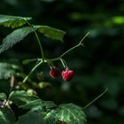 Waldhimbeeren..