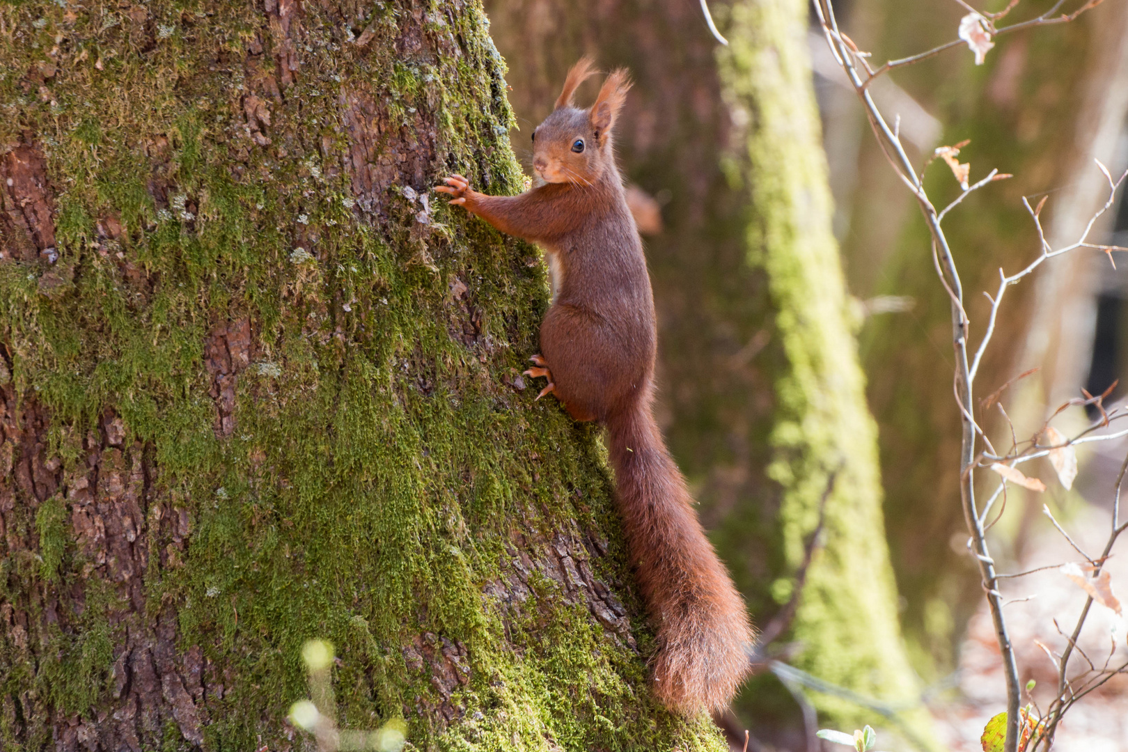 Waldhörnchen