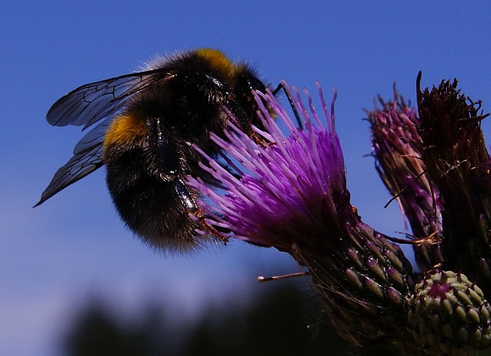 Waldhummel