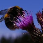 Waldhummel