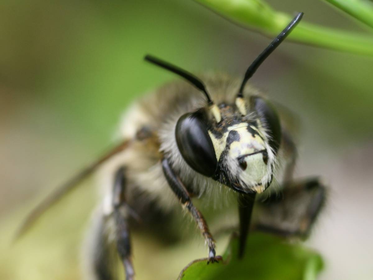 Waldhummel