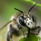 Waldhummel